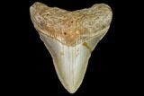 Fossil Megalodon Tooth - North Carolina #104992-1